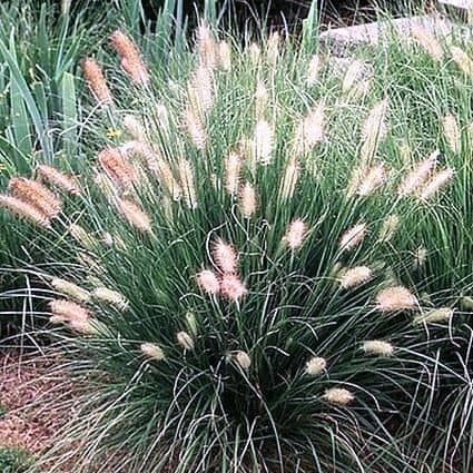 During the winter season, most landscapes have little or no winter interest. It's easy to create winter interest if you add the right plants to your yard. Short Ornamental Grasses, Briza Media, Pennisetum Alopecuroides Hameln, Pennisetum Alopecuroides, Fountain Grass, Grasses Landscaping, Grasses Garden, Garden Shrubs, Drought Tolerant Plants