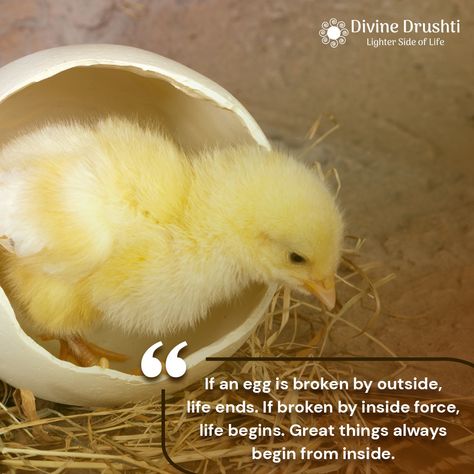 “If an #egg is broken by outside, #life ends. If broken by inside force, life begins. Great things always begin from inside.” #Quotes #DivineDrushti #Inspiration #Courage #Newlife #Thoughts #Astrology #Energy #Quoteoftheday #Path #Me #Quotesaboutlife #Motivation #Winner Inside Quotes, An Egg, New Life, Quote Of The Day, Astrology, Life Quotes, Egg, Force, The Outsiders