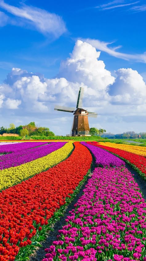 Netherlands Nature, Netherlands Tourism, Tulips Holland, Dutch Tulip, Dutch Windmills, Nature Architecture, Tulip Fields, Spring Landscape, Alam Yang Indah