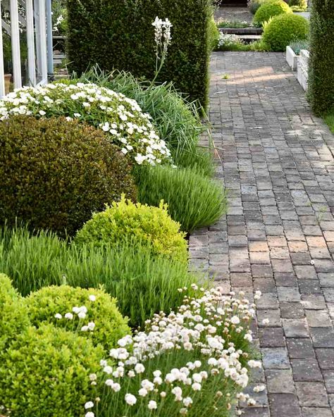 The White Garden 2021 Review The Greenhouse Border – Herbidacious White Country Garden, Front Garden Border, White Rose Border, Patio Border Ideas, Formal Front Garden, Driveway Plants, Front Yard Planters, Silver Bed, Monochromatic Flowers