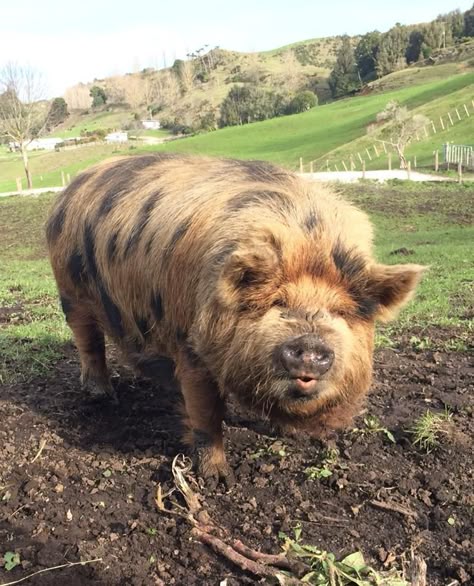 Don't you just want to give this fluffy spotted pig a kiss on its cute little snout? Mangalica Pigs, Kune Kune Pigs, Big Pigs, Cute Piglets, Kissy Face, Mini Pigs, Pet Pigs, Baby Pigs