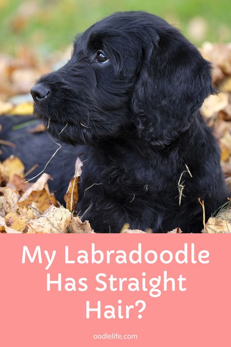 Straight coat Labradoodles require the least amount of grooming. But they do shed! Learn more about these super cute straight hair Poodle Mix dogs and the benefits of a Straight coat (compared with the awesome curly and wavy coat Labradoodles) F1 Labradoodle Straight Hair, Straight Hair Labradoodle Grooming, Labradoodle Grooming Haircuts, Straight Hair Labradoodle, Labradoodle Hair, Black Labradoodle Puppy, Labradoodle Haircut, Puppy Advice, F1 Labradoodle