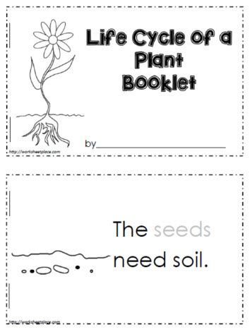 Plant Life Cycle Worksheet, Life Cycles Preschool, Flower Life Cycle, Plants Kindergarten, Plant Lessons, Plants Worksheets, Pre-k Science, Life Cycle Craft, Plants Unit