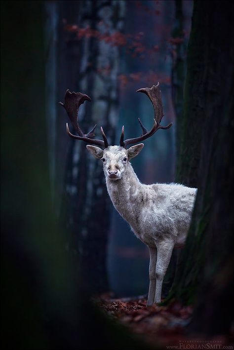 Pretty Flowers Photography, Deer Farm, Deer Photography, Pillars Of Eternity, Deer Pictures, Fallow Deer, Forest Creatures, Picture Icon, White Stag