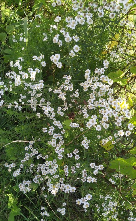 flowers green aesthetic white Woody Aesthetic, Aesthetic White, Green Water, Flowers Green, Matcha Green, Green Aesthetic, Green And White, Color Combos, White Flowers