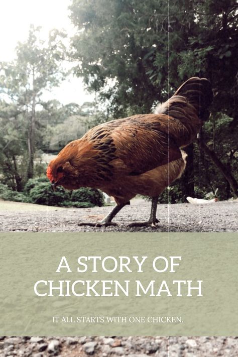 A story of chicken math. Do you know what chicken math is? Read an entertaining story. Chicken Math Humor, Chicken Entertainment, Chicken Math, Chicken Owner, Share Your Story, Math Humor, A Chicken, Do You Know What, Bird Feathers