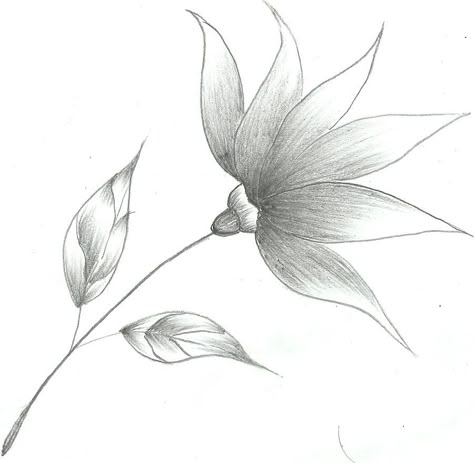 Flower Drawings | Flower Sketch by ~Mubibuddy on deviantART Flower Sketch Pencil, Realistic Flower Drawing, Easy Pencil Drawings, Simple Flower Drawing, Easy Flower Drawings, Pencil Drawings Of Flowers, Flower Sketch, Pencil Drawing Tutorials, Pencil Sketch Images