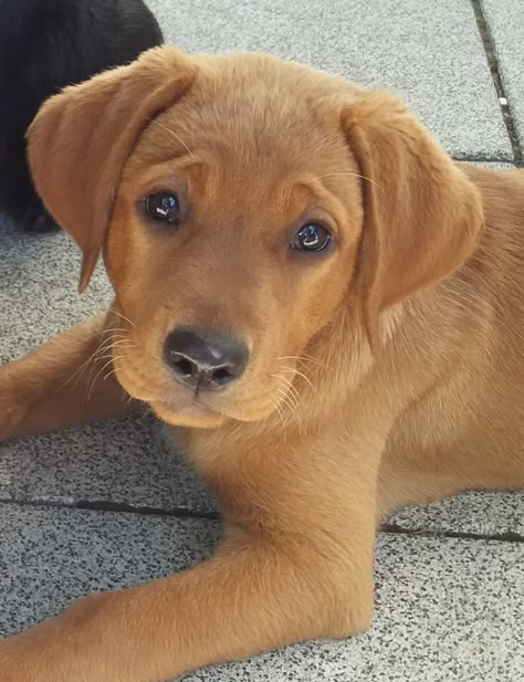 Foxred Labrador Puppy Fox Red Lab Puppies, Red Fox Labrador Puppy, Ginger Labrador, Red Lab Puppy, Red Fox Labrador, Tan Labrador, Fox Labrador, Fox Red Labrador Puppy, Red Lab Puppies