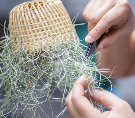 How to Grow Spanish Moss | Spanish Moss Care and Growing Spanish Moss Decor Ideas, Caring For Air Plants, Indoor Hydroponic Gardening, Tillandsia Usneoides, Air Plants Diy, Plant Nanny, Air Plant Garden, Large Air Plants, Growing Moss