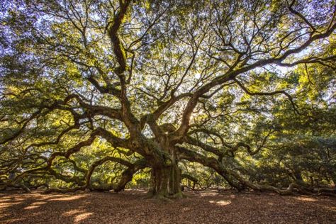 Angel Oak Is Most Unforgettable Destination In South Carolina Angel Oak Tree South Carolina, Oak Wallpaper, Angel Oak Tree, Angel Oak Trees, South Carolina Art, Angel Oak, Cool Wall Decor, Oak Trees, Tree Hugger