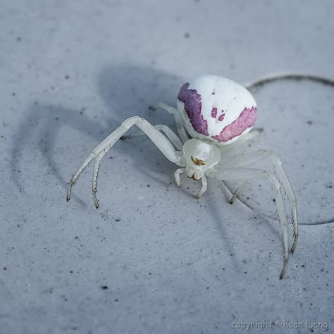 White Crab Spider, Goldenrod Crab Spider, Flower Crab Spider, Albino Spider, Flower Spider, Flower Crab, Tiny Baby Animals, Spider Flower, Crab Spider