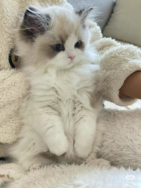 Fluffy White Kitten, Meme Chat, Exotic Mammals, Soft Cat, Cat Pfp, White Kitten, Ragdoll Cats, Söt Katt, Aesthetic Cat