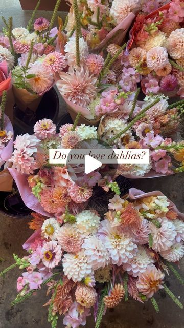 Sierra Bannister on Instagram: "Lush dahlia bouquets are here!🌸
.
Now available at 
BILL’S FARM BASKET 
10315 Bodega Hwy 
Sebastopol Ca
.
.
#featherflowerfarm #dahlia #dahlias #bouquets #sonomacounty #sebastopol #localflowers #sonomacountyflorist #northerncalifornia" Neutral And Blush Wedding, Neutral Blush Wedding, Bouquet With Dahlias, Farm Basket, Flowers Color Palette, Romantic Colors Palette, Dahlia Bouquet, Blush Wedding Flowers, Flowers Color