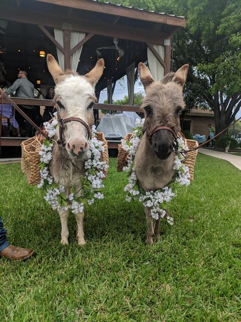 Beer Burros!! Such a fun addition to your cocktail hour! Beer Donkey Wedding, Beer Donkey, Donkey Wedding, Beer Burro, Mobile Petting Zoo, Realistic Wedding, Marriage Story, Mini Donkey, Miniature Donkey