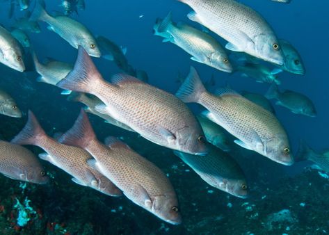 How To Catch Mangrove Snapper Inshore - Gray Snapper Fishing Tips Mangrove Snapper, Fiddler Crab, Surf Rods, Dreamy Ocean, Surf Fishing, Fish Finder, Beach Fishing, Red Fish, Mediterranean Style