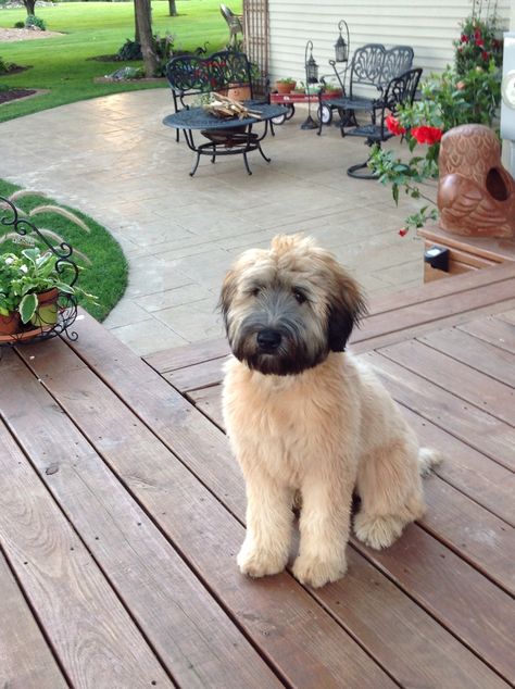 Wheaton Terrier Puppy, Wheaten Terrier Puppy, Wheaton Terrier, Dog Day Afternoon, Huge Dogs, Wheaten Terrier, Tiny Puppies, Puppies And Kitties, Terrier Puppy