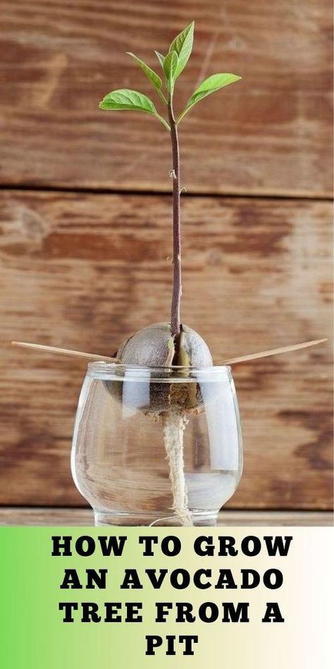 Grow Avocado Indoors, How To Plant An Avocado Pit, Plant Avocado Pit, Diy Avocado Plant, Starting Avocado From Seed, How To Start An Avacodo Tree, How To Grow An Avacado Tree From A Seed, How To Sprout An Avocado Seed, Indoor Fruit Trees Houseplant