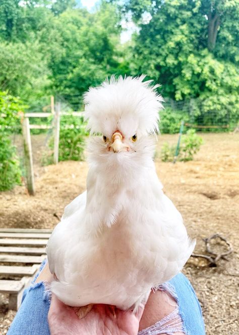 Sultan Chicken - The Livestock Conservancy Sultan Chicken, Chicken Song, Poultry Breeds, Polish Chicken, Urban Chickens, Chicken Health, The First Americans, Rare Breed, Coloring Eggs