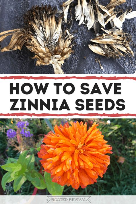 How To Collect Seeds From Zinnias, Save Zinnia Seeds, Collecting Zinnia Seeds, How To Save Zinnia Seeds, How To Dry Zinnia Flowers, Harvesting Zinnia Seeds, Saving Zinnia Seeds, Zinnia Seeds Harvesting, Drying Zinnias