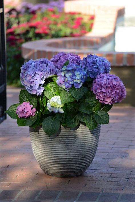 Plants For Containers, Shade Plants Container, Full Sun Container Plants, Shade Loving Plants, Front Porch Plants, Plants Under Trees, Shade Loving Perennials, Porch Plants, Hgtv Garden