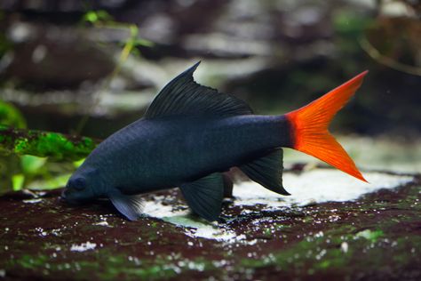 Learn how to care for a Red Tail Shark. From feeding to breeding, you will find all of the information that you need here. Red Tail Shark, Freshwater Sharks, Ikan Air Tawar, Tropical Fish Aquarium, Tropical Freshwater Fish, Small Shark, Fresh Water Fish Tank, African Cichlids, Freshwater Aquarium Fish