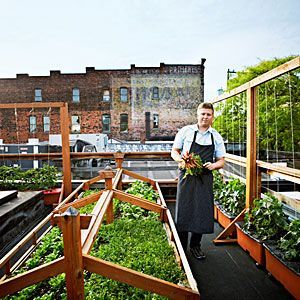 Rooftop Design, Garden Photography, Rooftop Garden, Garden House, Fruit Garden, Roof Terrace, Roof Garden, Urban Farming, Rooftop Terrace