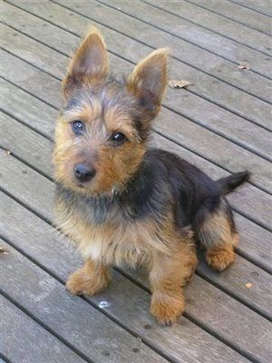 Australian Terrier...looks like my milo Australian Terrier Puppies, Puppy Dog Pictures, Teddy Bear Puppies, Australian Terrier, Norwich Terrier, Silky Terrier, Time Is Now, Terrier Puppy, The Time Is Now