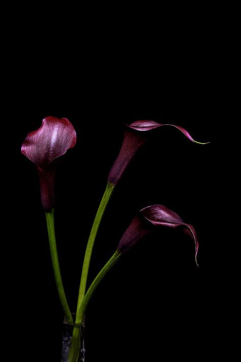 3 Calla Lilies Photograph by Michelle Whitmore Aisha Aesthetic, Callas Lily, Cala Lillies, Flowers Lilly, Quilt Flowers, Purple Calla Lilies, Calla Lily Flower, Paint Flowers, Roses Drawing