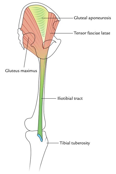 Tensor Fasciae Latae, Fascia Lata, Lower Limb, Medical Anatomy, Anthropology, Study Tips, The Whole, Anatomy, Lab