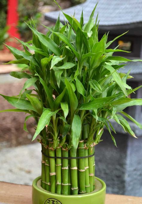 Bamboo Plant Indoor, Indoor Bamboo Plant, Bamboo House Plant, Low Light Houseplants, Indoor Plants Low Light, Lucky Bamboo Plants, Houseplants Low Light, Lucky Plant, Small Indoor Plants