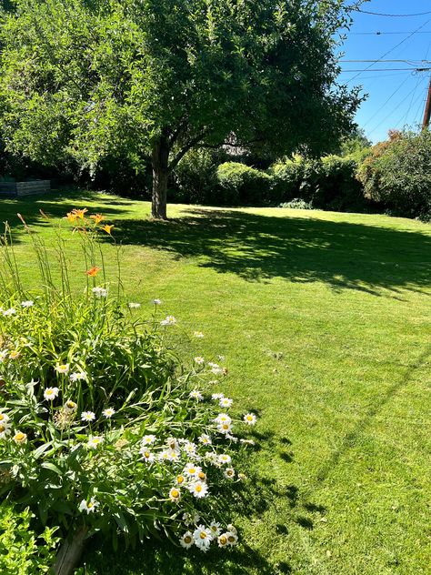 Backyard, Dream Grass, Backyard Inspo, Yard Inspo, Apple Tree, Green Yard, Grass Grassy Backyard, Backyard Grass Landscaping, Backyard Background, Grass Backyard, 1970s House, No Grass Backyard, Big Backyard, Grasses Landscaping, Backyard Inspo