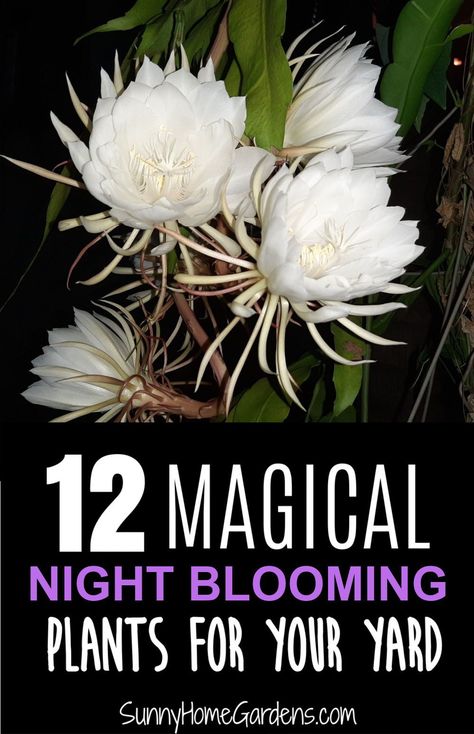 Goth Curb Appeal, Plants That Bloom At Night, Night Plants Moon Garden, Night Blooming Garden, Night Blooming Plants, Night Blooming Flowers Moon Garden, Moon Garden Ideas Backyards, Moon Garden Layout, White Flower Garden Landscaping Ideas