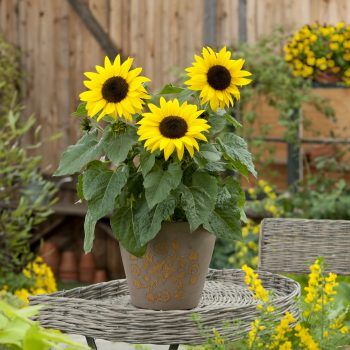 Sunflower Video Contest - National Garden Bureau - Sunflowers Sunflower In Pot, Container Market, Plant Symbolism, Plants 101, Sunflower Pot, Potted Sunflowers, Sunflower Plant, Growing Sunflowers, Giant Sunflower