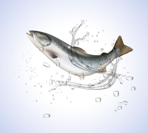 Salmon fish without water splashes | Premium Vector #Freepik #vector #salmon-fish #salmon #fish #fresh-fish Fish Salmon, Salmon Fish, Fresh Fish, Premium Vector, Graphic Resources, Fish, Water