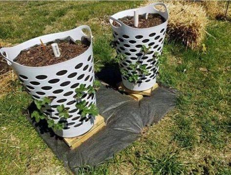 Grow Strawberries, Strawberry Planters, Strawberry Garden, Tower Garden, Clothes Hamper, Plastic Clothes, Growing Strawberries, Veg Garden, Have Inspiration