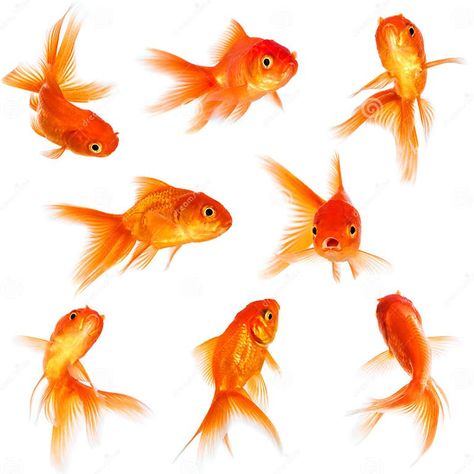 Goldfish stock photo. Image of movement, little, golden - 34552062 Orange Koi, Golden Fish, Gold Stock, Fish Drawings, Drawing Prompt, Gold Fish, Koi Fish, Image Photography, Goldfish