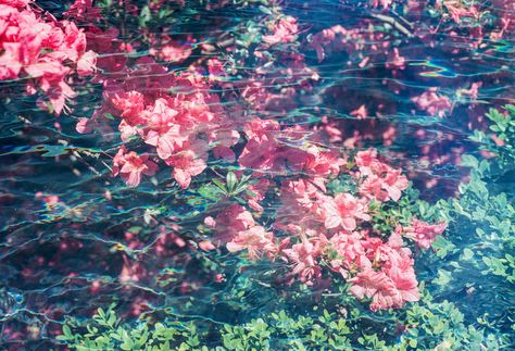 https://flic.kr/p/VfixJb | Secret Gardens | Canon AE-1 FD 50mm f/1.8 Kodak Portra 400 Double Exposure Underwater Film, Underwater Garden, Underwater Flowers, Song Yi, Azalea Flower, Pink Azaleas, Summer Waves, Secret Gardens, Portra 400