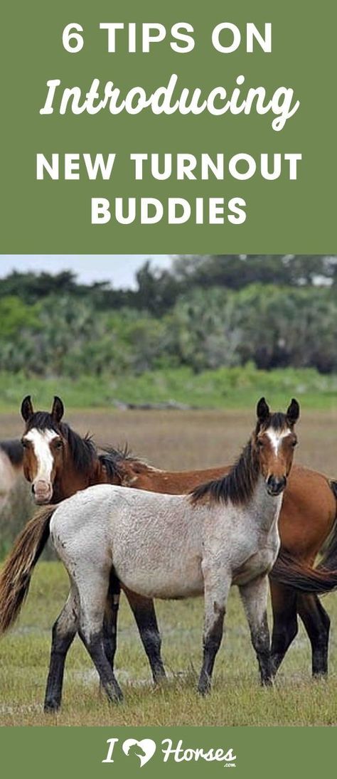 Introducing New Turnout Buddies Horse Activities, Equine Care, Equestrian Helmets, Horse Ideas, Equestrian Helmet, Horse Things, Types Of Horses, Horse Equipment, Two Horses