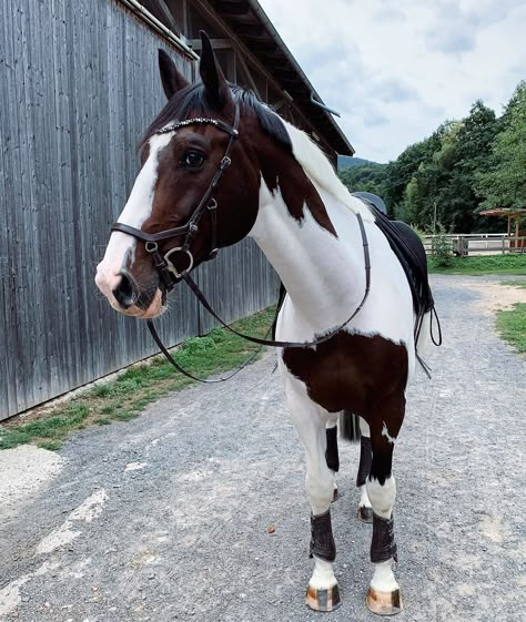 Hunter Horse, Horse Art Drawing, Show Jumping Horses, American Paint Horse, Pinto Horse, Horse Inspiration, Big Horses, Horse Boarding, Horse Aesthetic