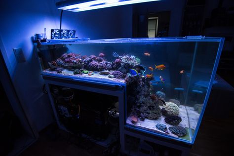 Downstairs Master Suite, Reef Tanks, Air Laut, Aquarium Ideas, Reef Tank, Saltwater Aquarium, Fish Tanks, Drop Off, Tropical Fish