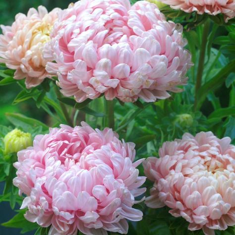 Aster Seeds - Aster Callistephus Tall Paeony Duchess Apricot Flower Seed Paeonia Sarah Bernhardt, Poppy Flower Seeds, Aster Flower, Cut Flower Garden, Fall Plants, Peony Flower, Star Rail, Poppy Flower, Planting Seeds