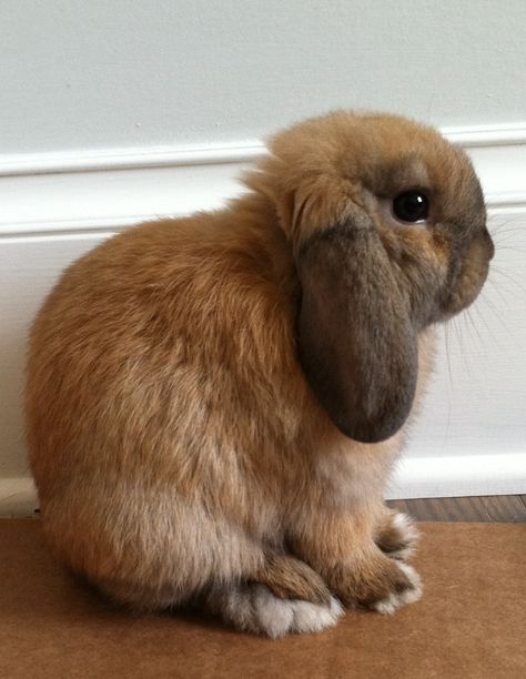 Holland lop Holland Lop Rabbit, Mini Holland Lop, Bunny Holland Lop, Bunny Lop Eared, Brown Holland Lop, English Lop, Mini Lop Rabbit, Brown Floppy Ear Bunny, Lop Eared Bunny