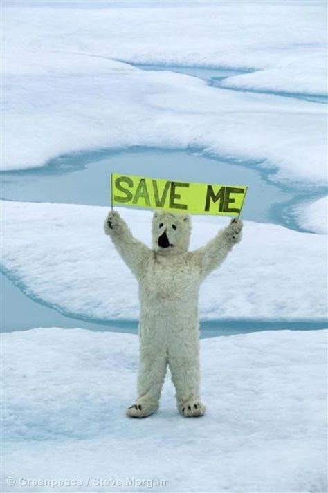 Greenpeace ~ Protect the Arctic | Sign Up: http://www.greenpeace.org/international/en/campaigns/climate-change/arctic-impacts/ What Is Climate, Save The Polar Bears, Save The Arctic, Save Planet Earth, Save Our Earth, Protest Signs, Environmental Issues, Save Earth, Pics Art