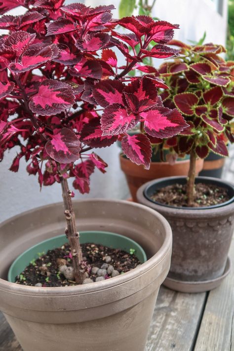 Coleus Indoors Houseplant, Coleus Containers, Coleus Care, Indoor Oasis, Flower Room, Plant Photography, Indoor Jungle, House Plants Decor, Amazing Flowers