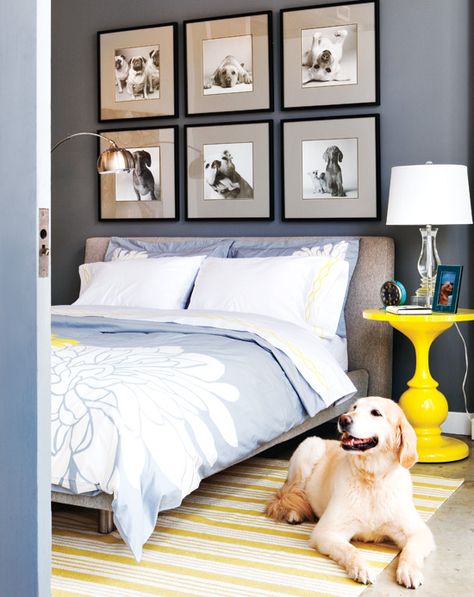 Does this beautiful bedroom come with the golden retriever? LOVE! {Photography by Virginia Macdonald} Modern Platform Bed, Space Interiors, Modern Bedroom Decor, Gray Bedroom, Elegant Bedroom, Blue Bedding, Blue Bedroom, Beautiful Bedrooms, Home Fashion