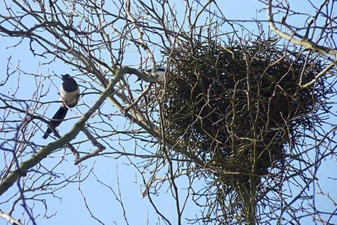 Nature notes: magpies’ nests | The Times Magpie Nest, Le Suit, Wind And Rain, The Nest, Exeter, Magpie, Bird Houses, Pie, Birds