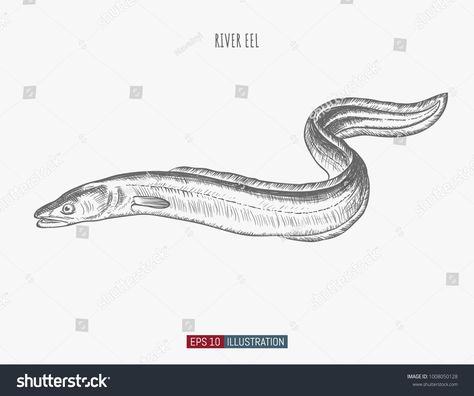 Hand drawn river eel fish isolated. Engraved style vector illustration. Template for your design works.eel#fish#isolated#Hand Eel Scientific Illustration, Electric Eel Drawing, Eel Sketch, Eel Tattoo Design, Eel Illustration, Eel Drawing, Eel Tattoo, Wolf Eel, Fish Sketch