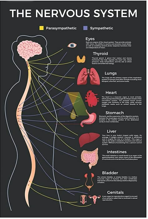 Nervous System Model, Brain Anatomy And Function, Le Mal A Dit, Parts Of Body, Human Nervous System, Learn Biology, Medical School Life, Nursing School Motivation, Basic Anatomy And Physiology