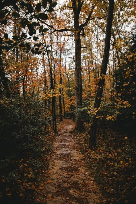 Tree, woodland, forest and path HD photo by Will Swann (@wlll) on Unsplash Between Two Worlds, Iphone Wallpaper Fall, Autumn Magic, Dark Autumn, Autumn Scenery, Best Seasons, Fall Pictures, Autumn Cozy, Autumn Aesthetic