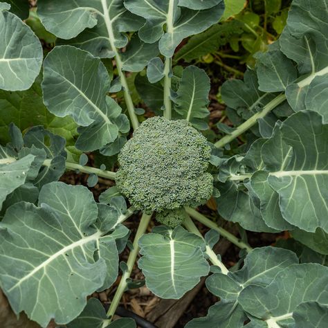 Broccoli – Growing Guide – Deep Green Permaculture Broccoli Growing, Brassica Oleracea, Growing Basil, Garden Calendar, Permaculture Design, Types Of Vegetables, Flower Spike, Sun And Water, Attract Butterflies